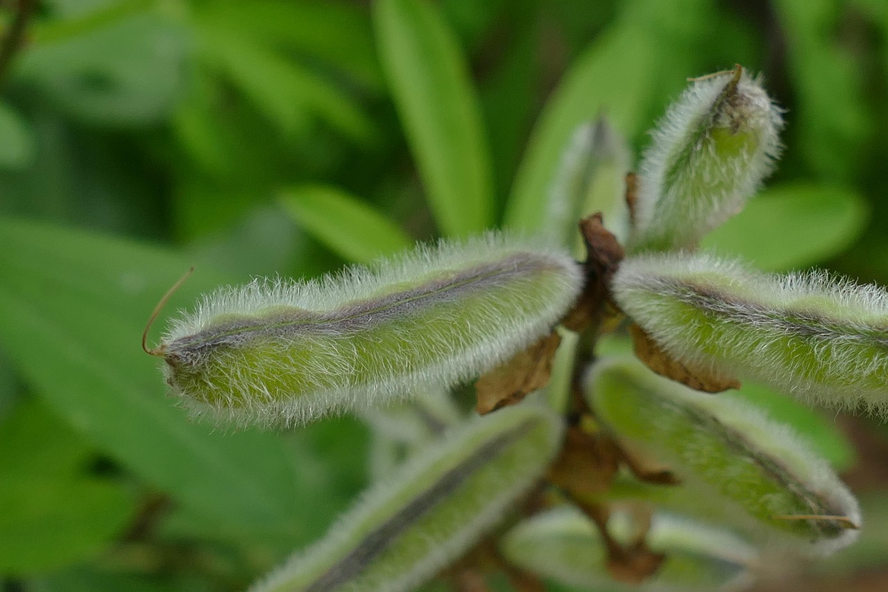 Peas and Pods: An Early Crop That Sets the Tone for the Season