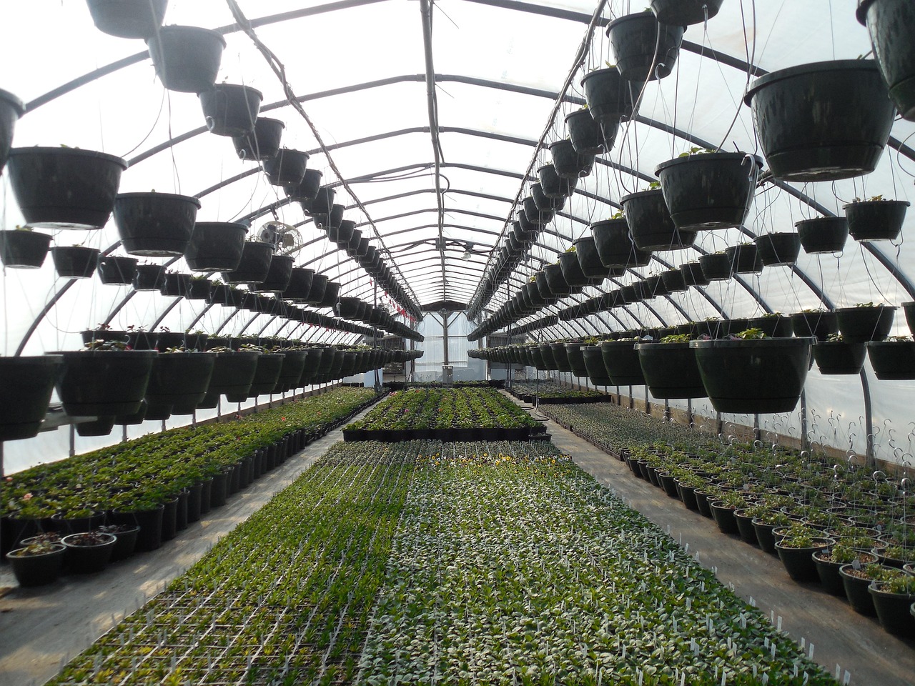 Small Space, Real Harvest: Growing Vegetables in Containers and Tight Beds
