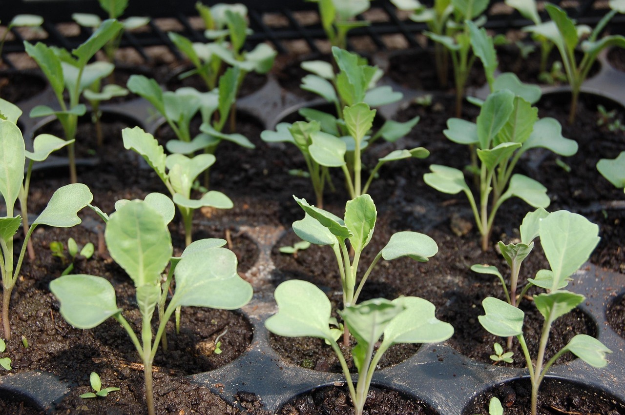 Succession Sowing: How to Keep Salad and Greens Coming All Season