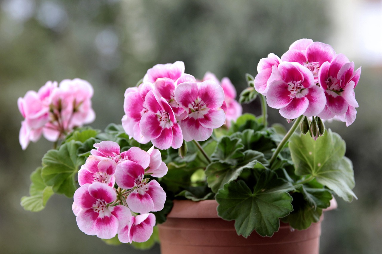 The Kitchen Garden Herb Bed: Perennials That Pay Rent