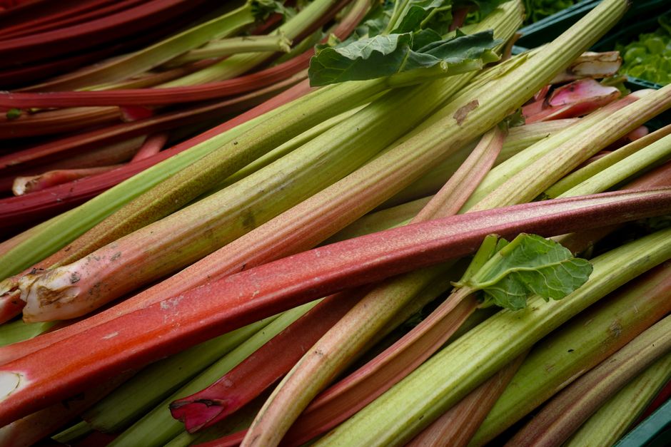 The Rhubarb Revival: Growing This Old-Fashioned Stalk in a Modern Garden