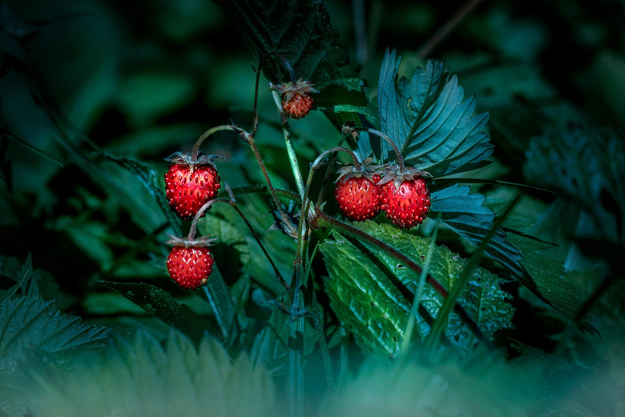 The Strawberry Bed Reset: Rejuvenating Plants for a Sweeter Harvest